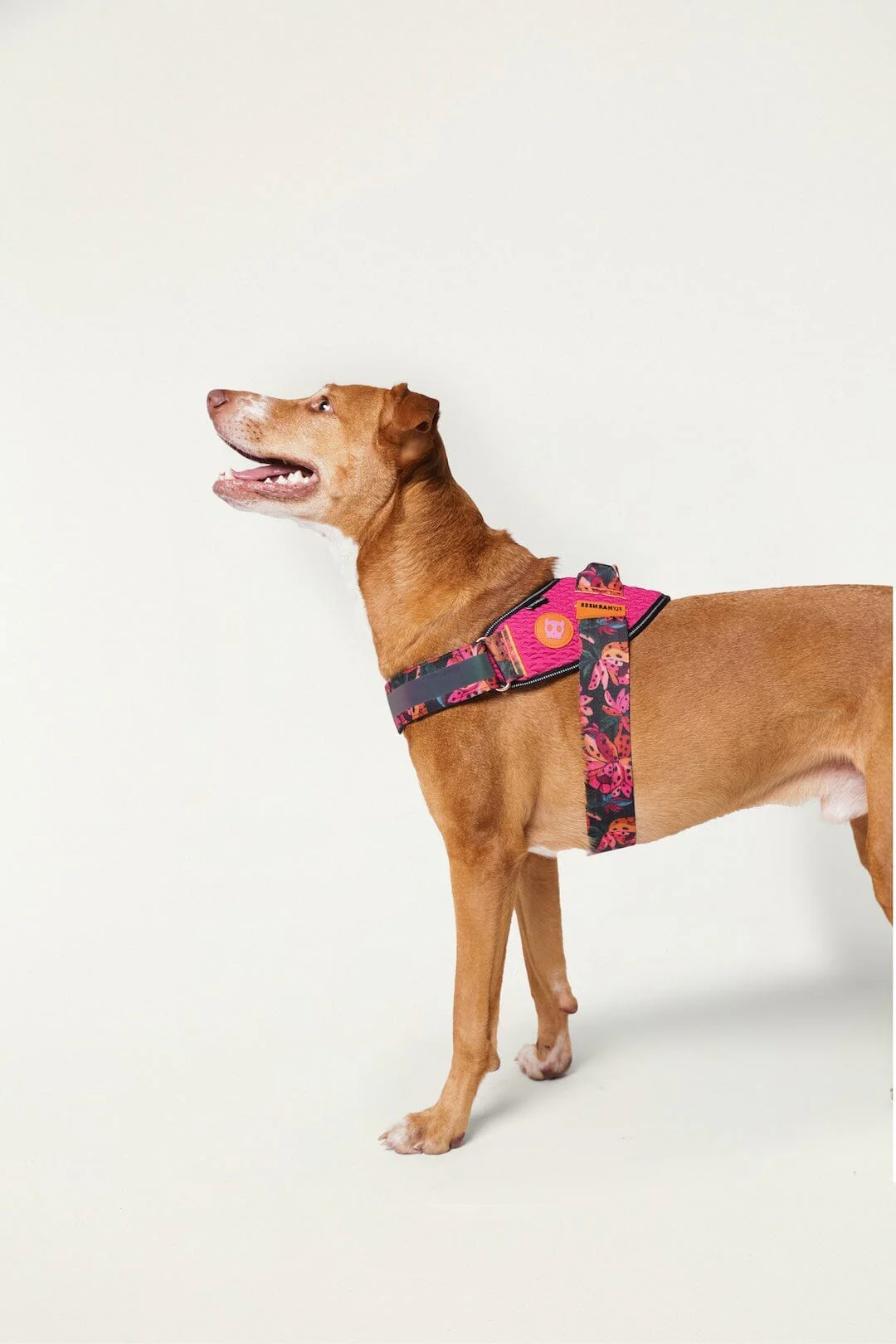 Zeedog Farm Onca Flyharness - Size 4 - Image 5